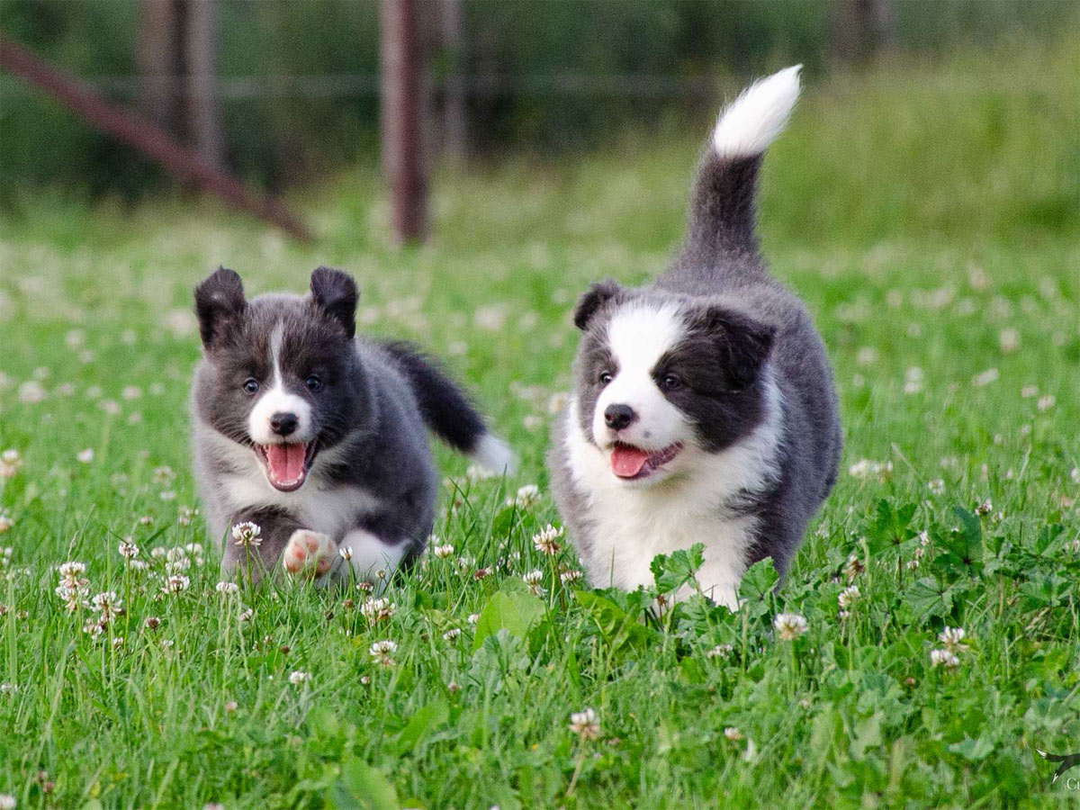 Border kolie CHS Asbrete v pohybu
