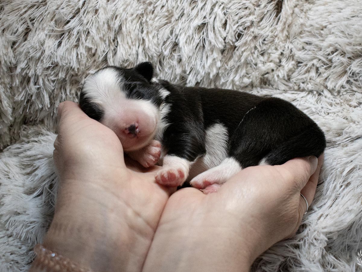 Border kolie CHS Asbrete